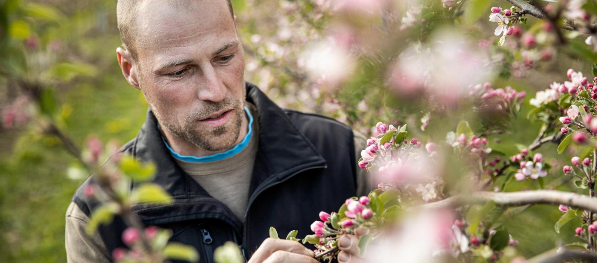 Apple farmer Matthias Gamper at work