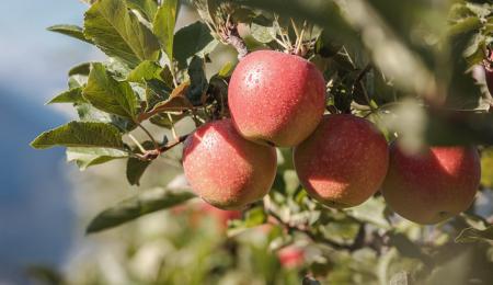 Äpfel am Baum