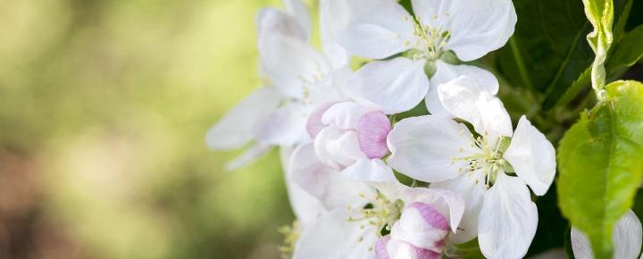 Apple blooms