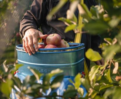 Apple harvest