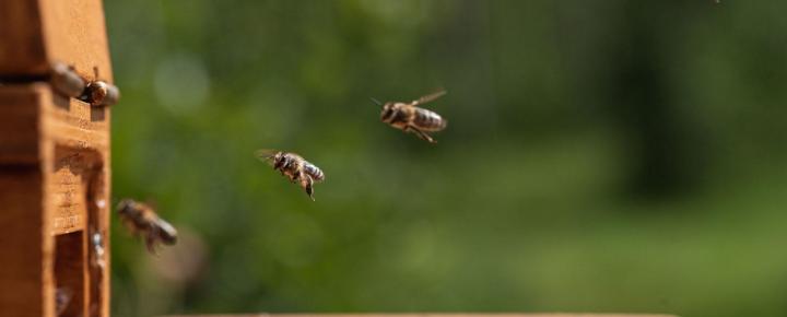 Ein Bienenstock